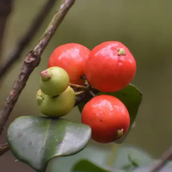 Cedar_Bay_Cherry_Grafted_Fruit_Plant