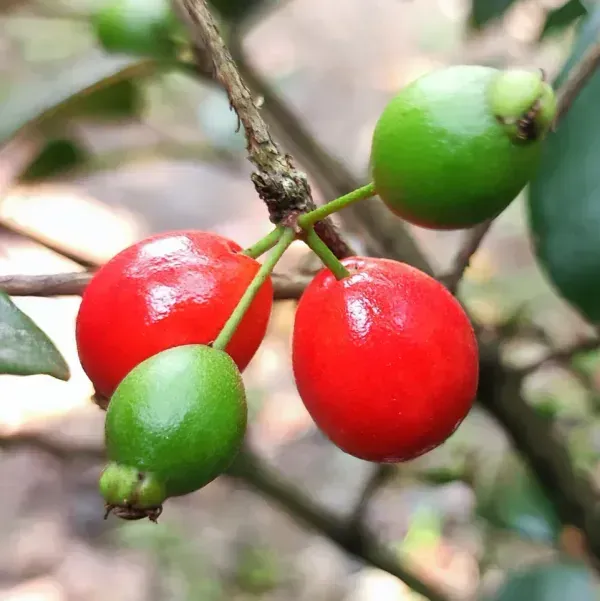 Cedar_Bay_Cherry_Grafted_Fruit_Plant