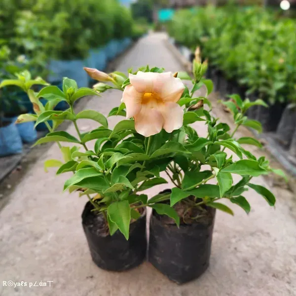 Allamanda_Flower_Plant_Variegated