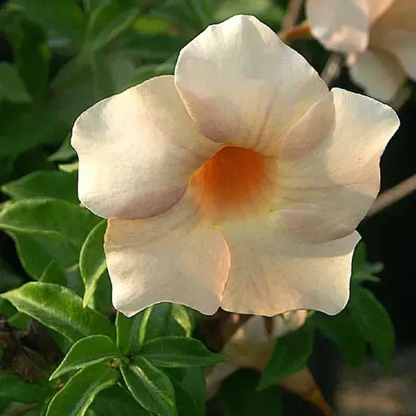 Allamanda_Flower_Plant_Variegated