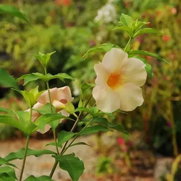 Allamanda_Flower_Plant_Variegated