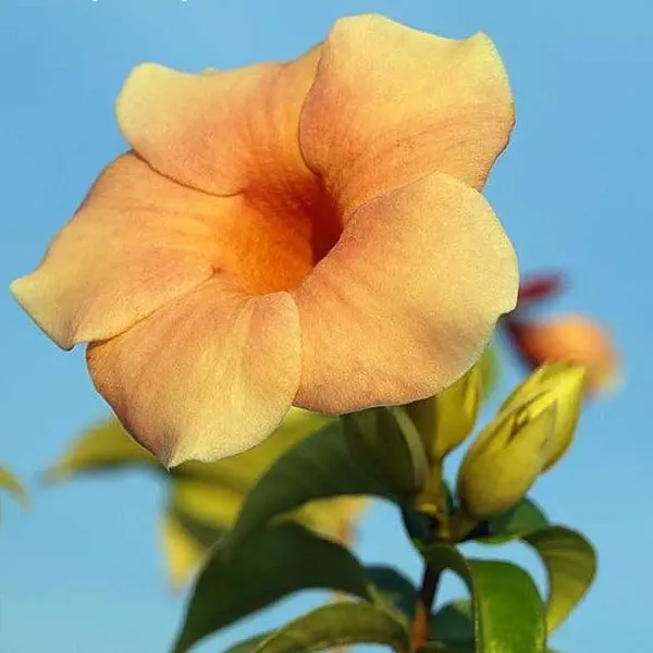 Allamanda_Flower_Plant_Variegated