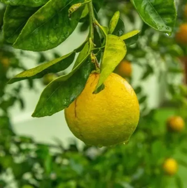 Sweet_Orange_Grafted_Hybrid_Fruit_Plant