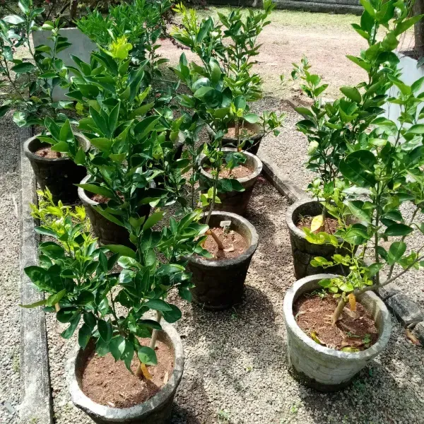 Sweet_Orange_Grafted_Hybrid_Fruit_Plant