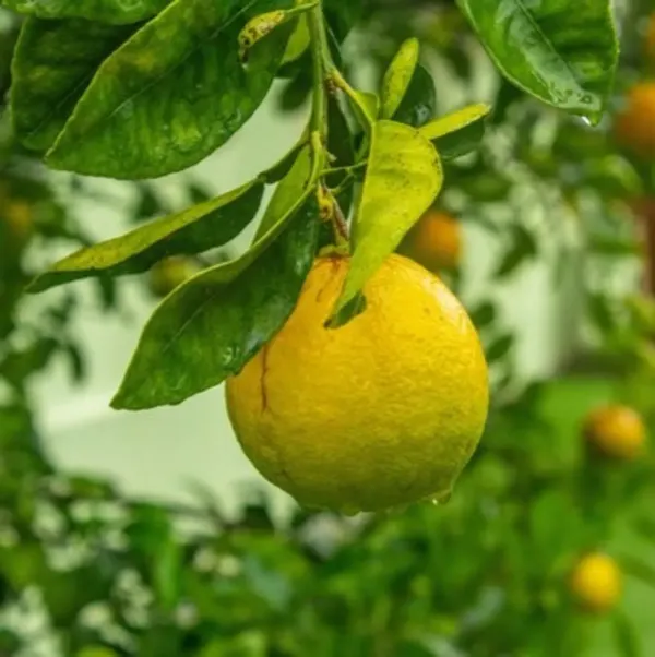 Sweet_Orange_Grafted_Hybrid_Fruit_Plant