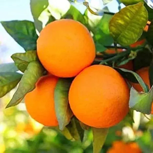 Sweet_Orange_Grafted_Hybrid_Fruit_Plant