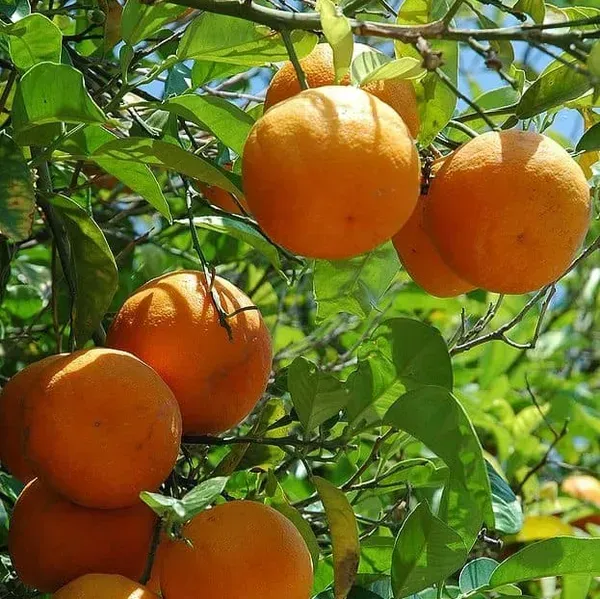 Sweet_Orange_Grafted_Hybrid_Fruit_Plant