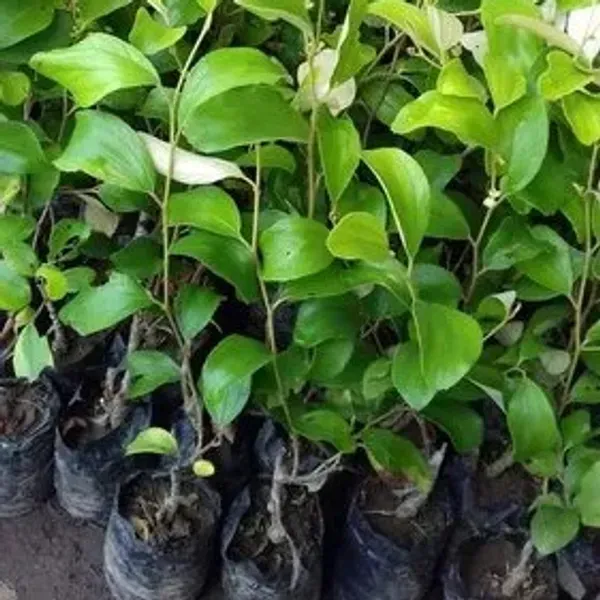 Thai_Variety_Red_Apple_Ber_Grafting_Fruit_Plant