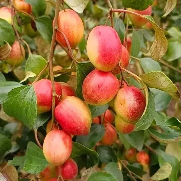 Thai_Variety_Red_Apple_Ber_Grafting_Fruit_Plant