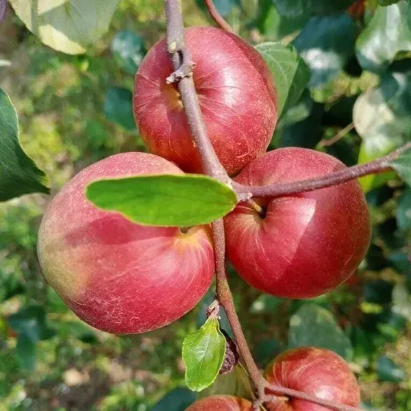 Thai_Variety_Red_Apple_Ber_Grafting_Fruit_Plant