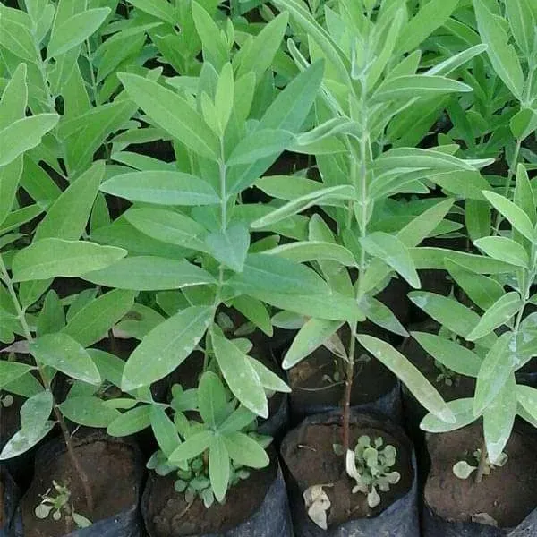 White_Sandalwood_Chandan_Plant