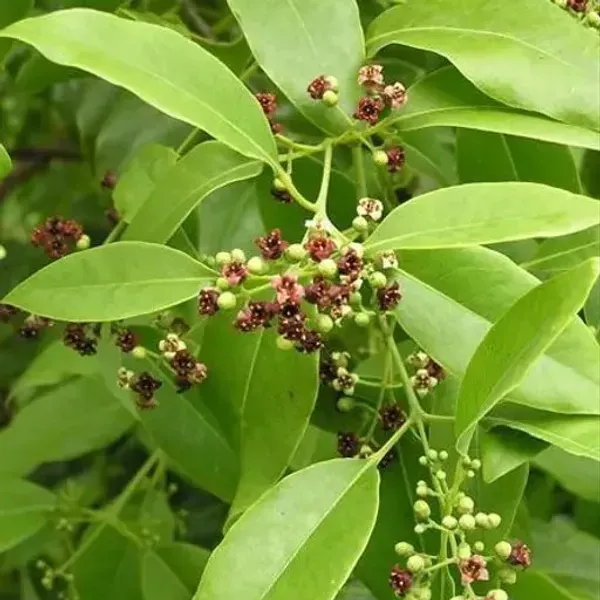 White_Sandalwood_Chandan_Plant