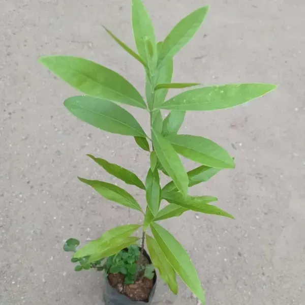 White_Sandalwood_Chandan_Plant