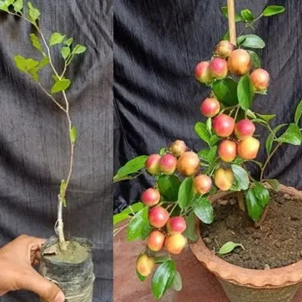 All_Time_Kashmiri_Apple_Ber_Grafting_Fruit_Plant