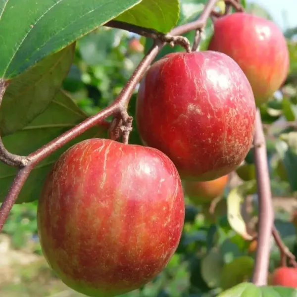 All_Time_Kashmiri_Apple_Ber_Grafting_Fruit_Plant