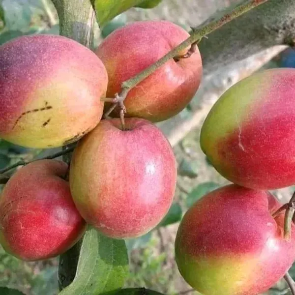 All_Time_Kashmiri_Apple_Ber_Grafting_Fruit_Plant