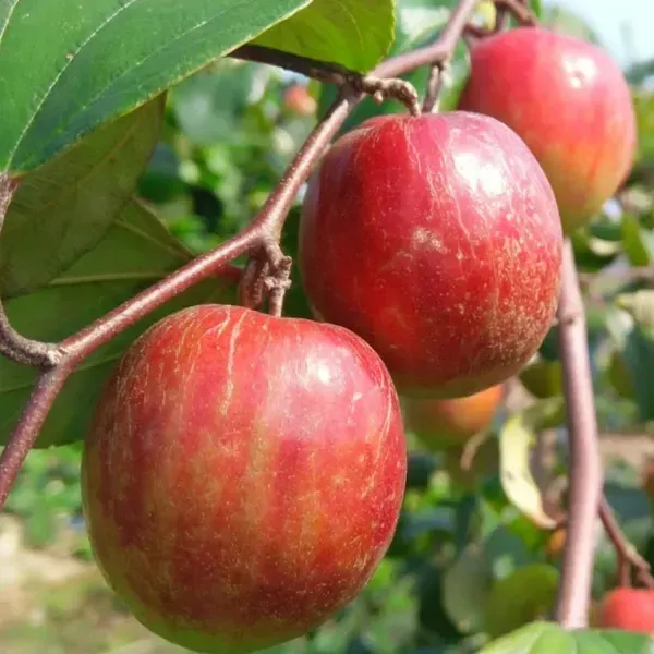 All_Time_Kashmiri_Apple_Ber_Grafting_Fruit_Plant