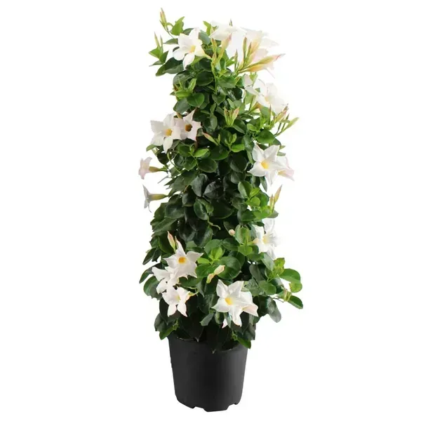 Mandevilla_Flower_Plant_White