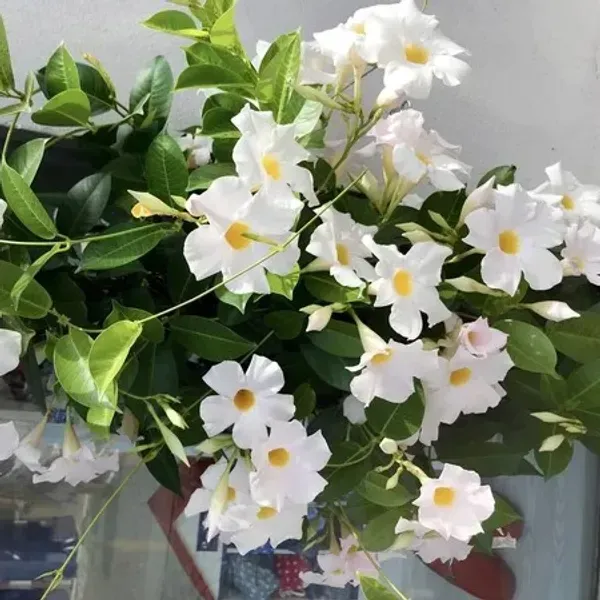 Mandevilla_Flower_Plant_White