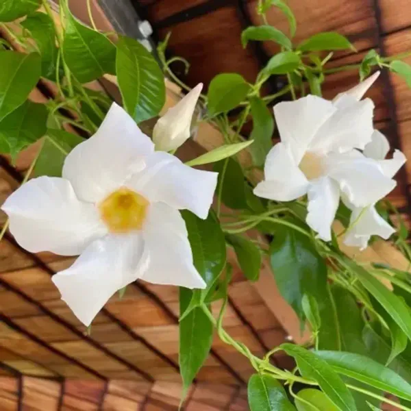 Mandevilla_Flower_Plant_White