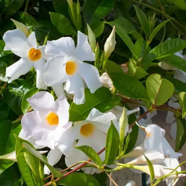 Mandevilla_Flower_Plant_White