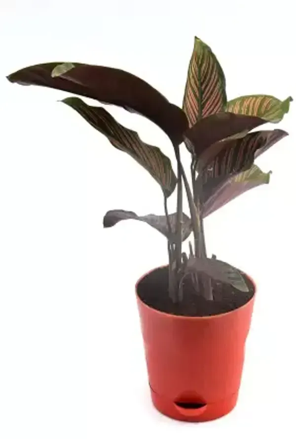 Calathea_Plant_For_Home_Garden