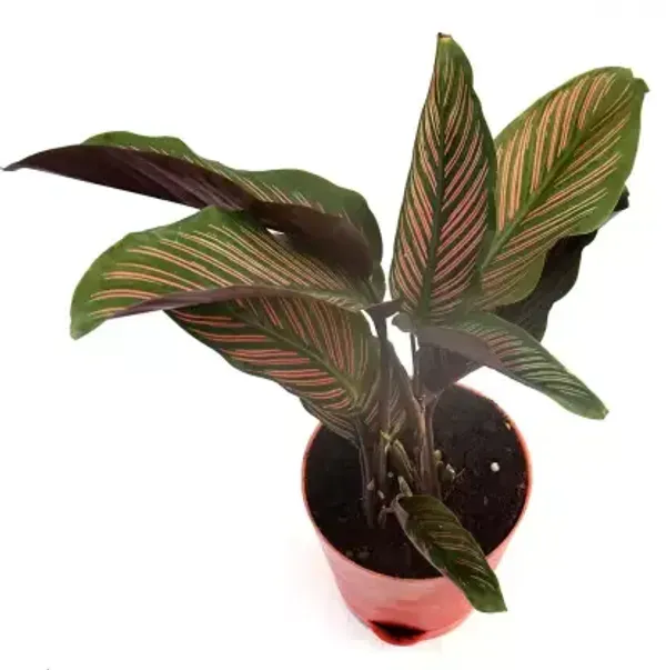 Calathea_Plant_For_Home_Garden