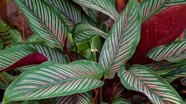 Calathea_Plant_For_Home_Garden