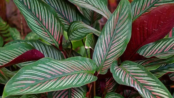 Calathea_Plant_For_Home_Garden