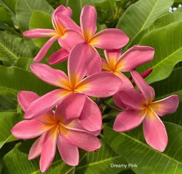 Dwarf_Variety_Pulmeria_Flower_Plant