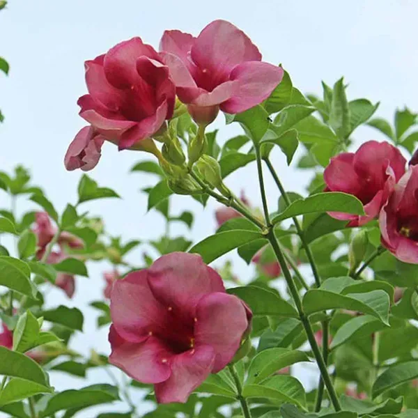 Allamanda_Flower_Plant_Purple