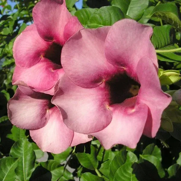 Allamanda_Flower_Plant_Purple
