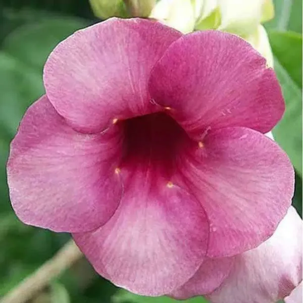 Allamanda_Flower_Plant_Purple