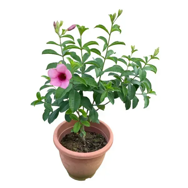 Allamanda_Flower_Plant_Purple