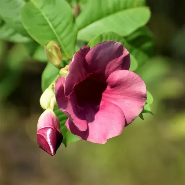 Allamanda_Flower_Plant_Purple