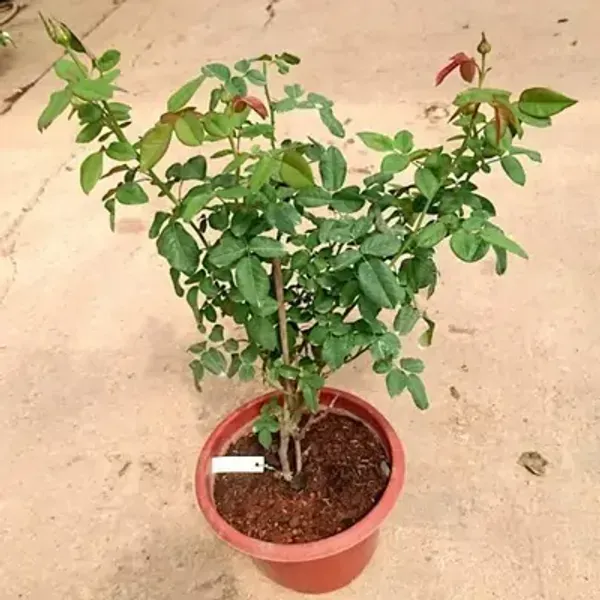 Double_Delight_Hybrid_Rose_Flower_Plant