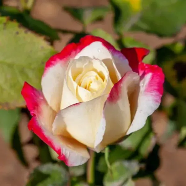 Double_Delight_Hybrid_Rose_Flower_Plant