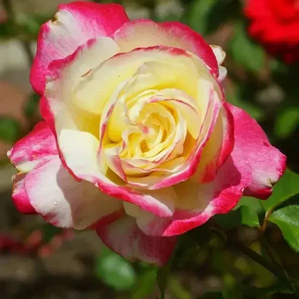 Double_Delight_Hybrid_Rose_Flower_Plant