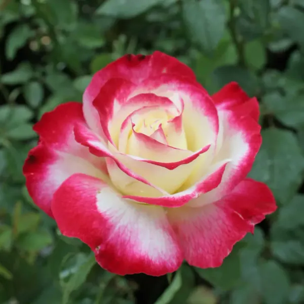 Double_Delight_Hybrid_Rose_Flower_Plant