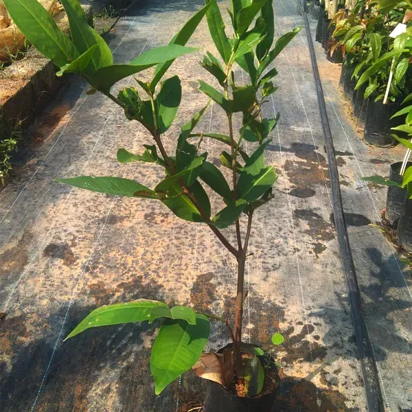 Missile_Wax_Red_Water_Apple_Fruit_Plant