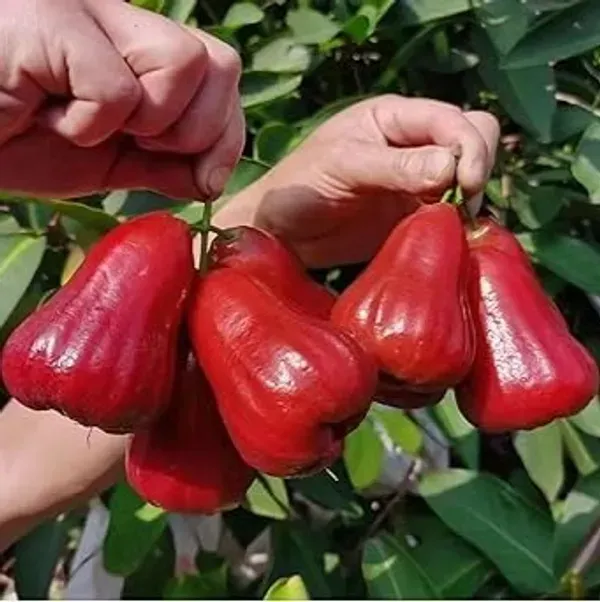 Missile_Wax_Red_Water_Apple_Fruit_Plant