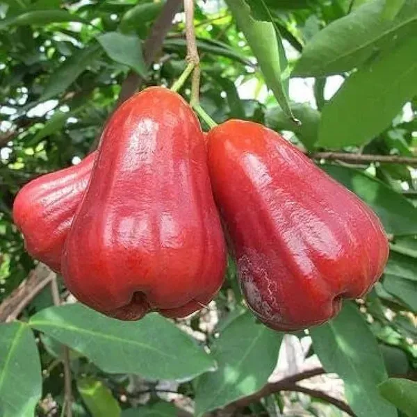 Missile_Wax_Red_Water_Apple_Fruit_Plant