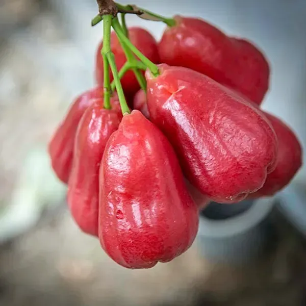 Missile_Wax_Red_Water_Apple_Fruit_Plant