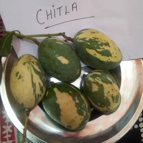 Chilta_Variegated_Mango_Grafted_Fruit_Plant