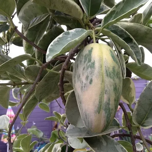 Chilta_Variegated_Mango_Grafted_Fruit_Plant