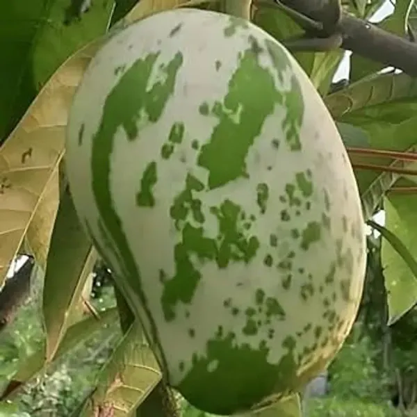 Chilta_Variegated_Mango_Grafted_Fruit_Plant