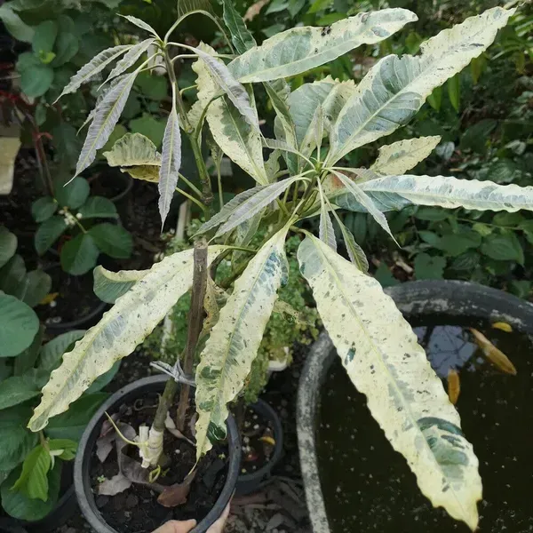 Chilta_Variegated_Mango_Grafted_Fruit_Plant