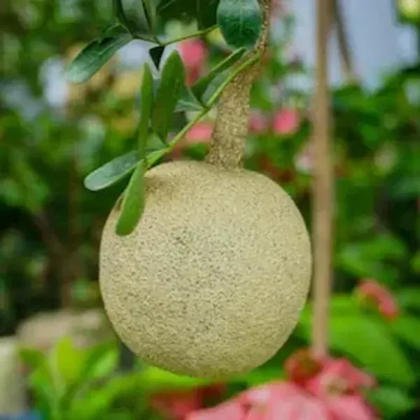 All_Time_Hybrid_Seedless_Wood_Apple_Fruit_Plant