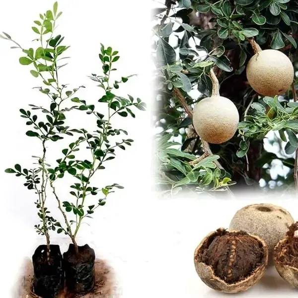 All_Time_Hybrid_Seedless_Wood_Apple_Fruit_Plant