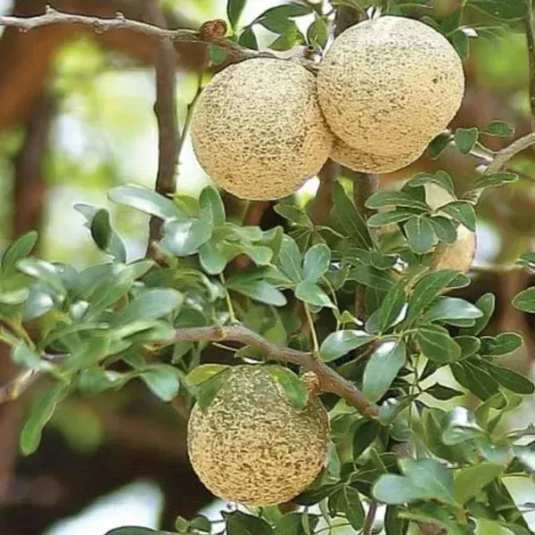 All_Time_Hybrid_Seedless_Wood_Apple_Fruit_Plant